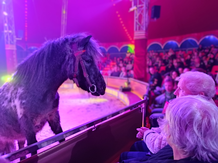 Manege frei (3)